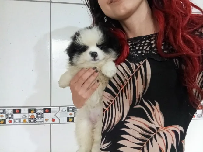 Fêmea branca e preto lulu da pomerana 