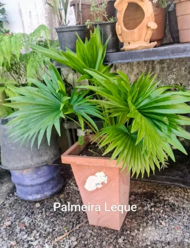 Palmeira Leque com Vaso