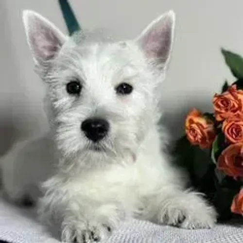 West Terrier Filhote Para Sua Família