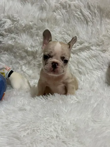 Filhotes exótico de Bulldog Francês