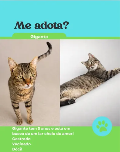 Adoção de gatos 