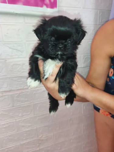 Shihtzu fêmea
