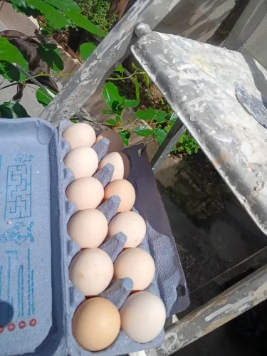 Ovos 12 ovos de galinha Novogen pura grandes