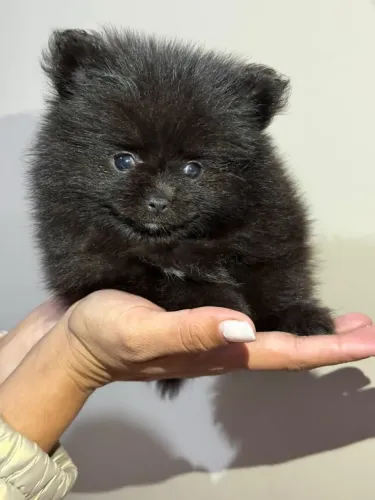 Spitz Alemão Lulu da pomerania anão macho preto