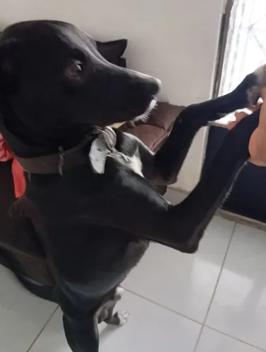 Um lar para o Spike