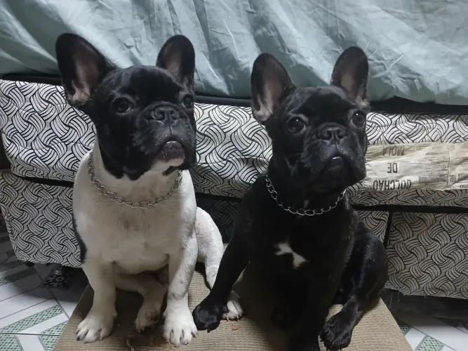 Buldogue frances vendo