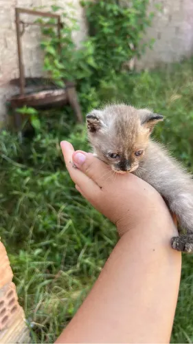 Gatinhos para doação 