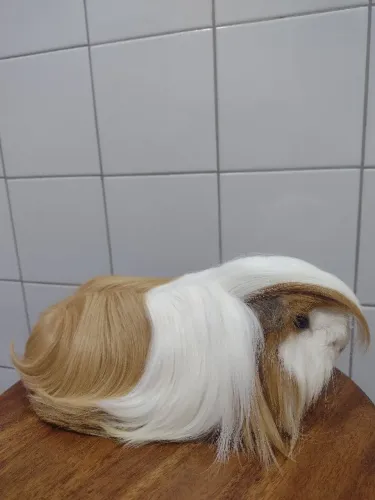 Porquinhos da índia