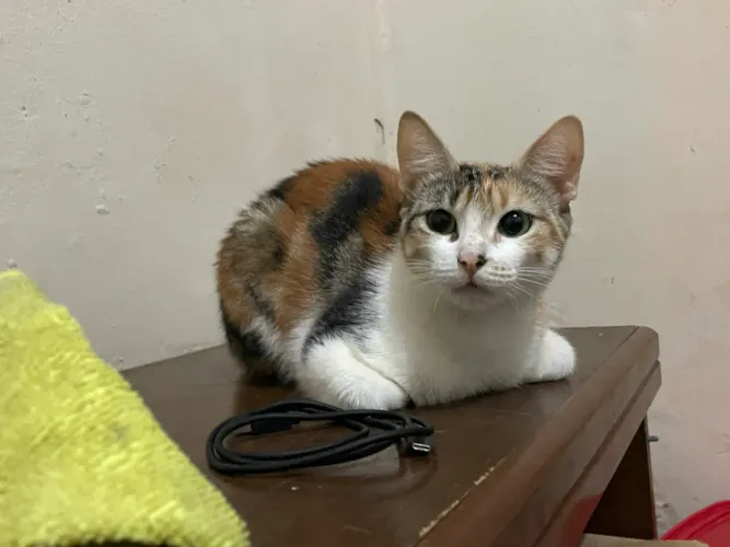Gata para doção tricolor 