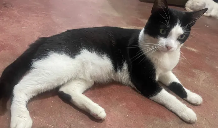 Gatos machos pra adoção responsável 
