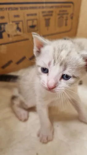Gatinhas para doação