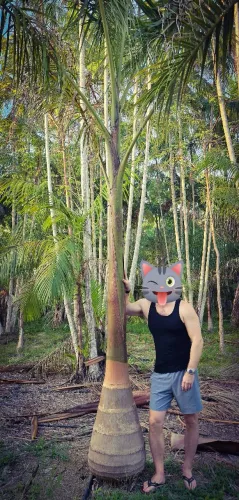 Palmeiras Imperiais 5.5m 