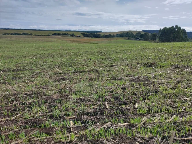 FAZENDA PARA CRIAR E RECRIAR GADOS