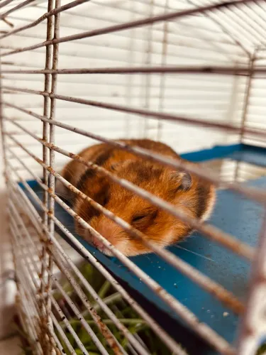 HAMSTER 