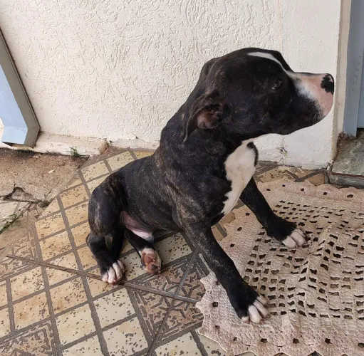 Filhote de Amstaff