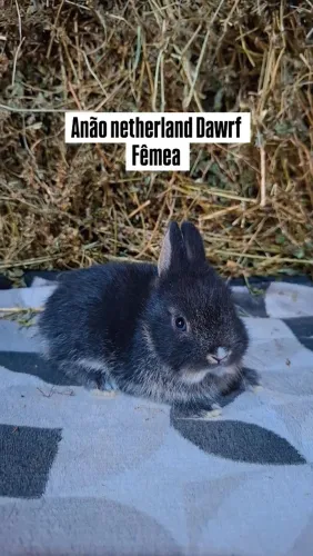Mini coelhos Anão netherland Dawrf 