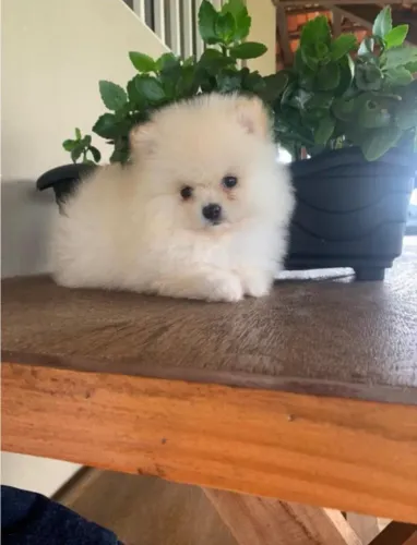 Cachorro 