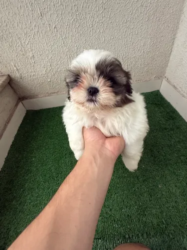 Filhote de shihtzu macho
