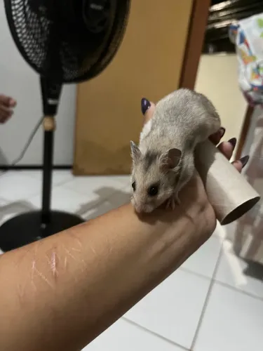 Vendo hamster sírio branco tem dois meses e duas semanas