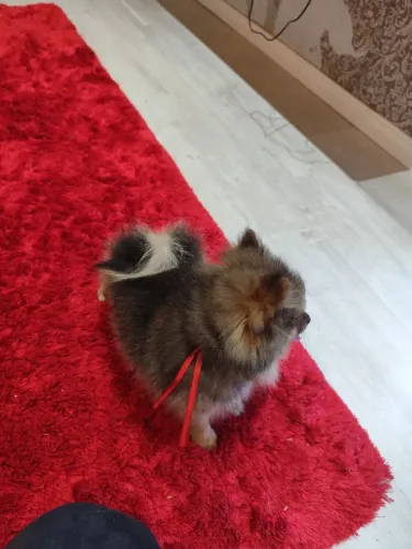 Vendo sptiz alemão filhote