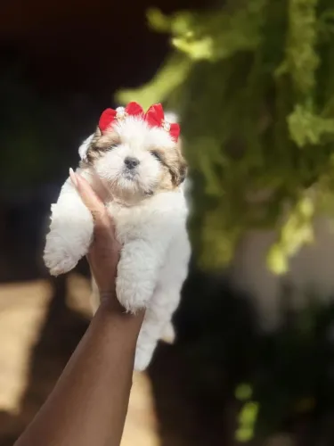Shih Tzu