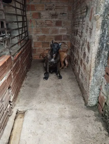 Cachorro