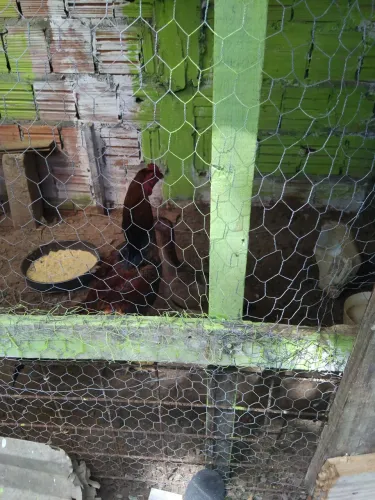 Galinhas