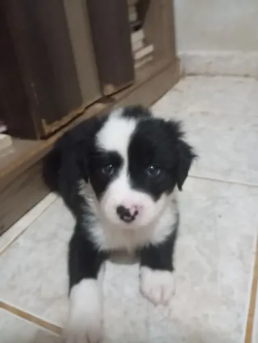 Border collie na promoção (quase doação!!)