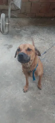 Doação de cachorro