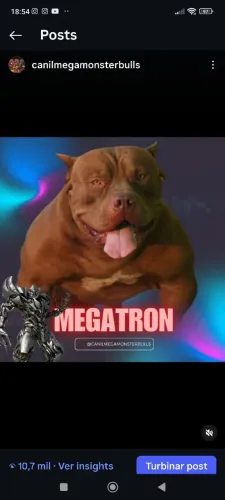 VENDO REPRODUTOR PITMOSTER SUPER DÓCIL 