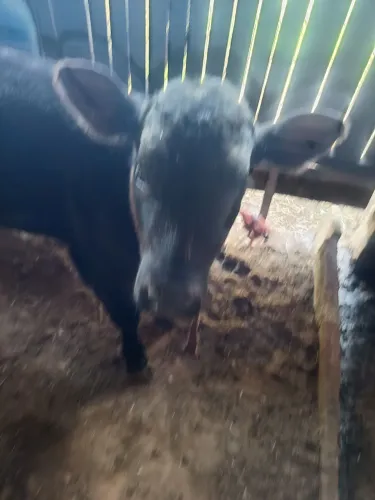 Terneiro angus