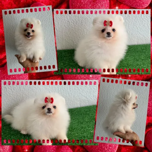 Lulu da pomerania ursinhos linhagem importada !!!