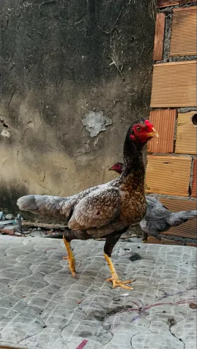 Galinhas de raça, para trocar ou vender