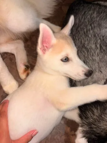 Husky Siberiano Branco