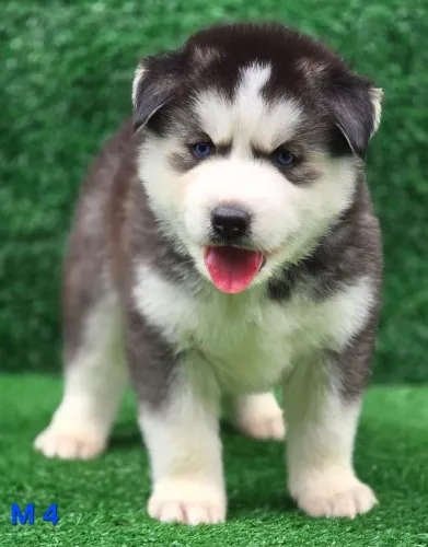 Husky siberiano com PEDIGREE ALKC já vacinados e vermífugados 3vezes