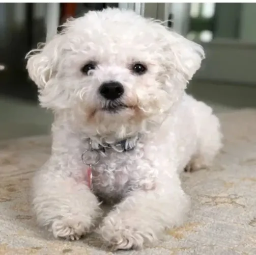 Vendo um filhote de poodle 