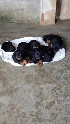 Filhotes de Rottweiler puro.