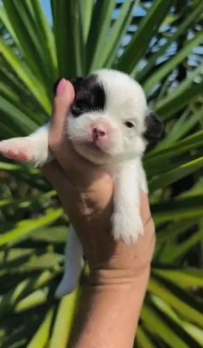 Shih Tzu macho micro 