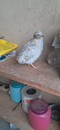 Codorna gigante macho 