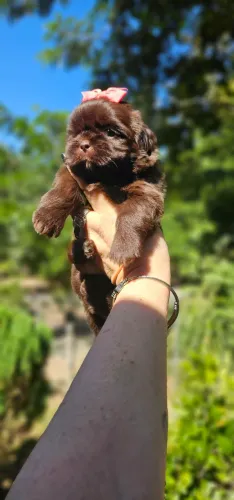 Shih-tzu femea chocolate europeu