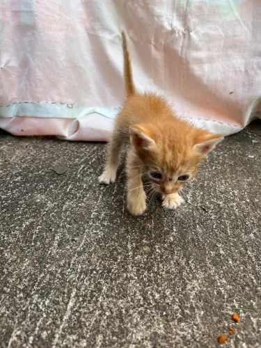 gatinho filhote 