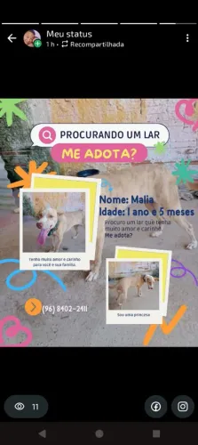 Estou doando essa cadelinha