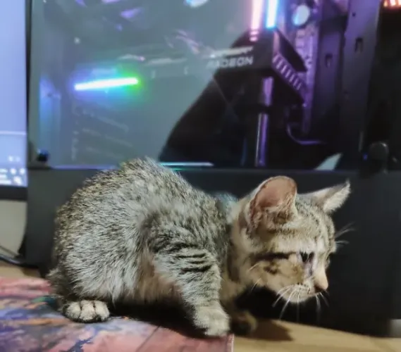 Gatinha para adoção