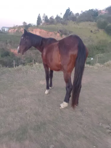 Égua preta marchadeira prenha 