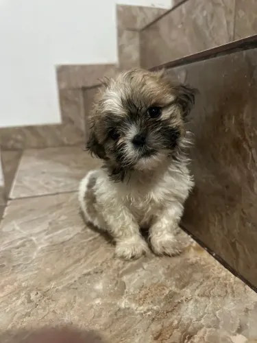 cachorro filhote shih tzu macho