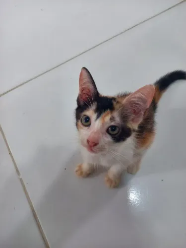 Gatinhos para adoção