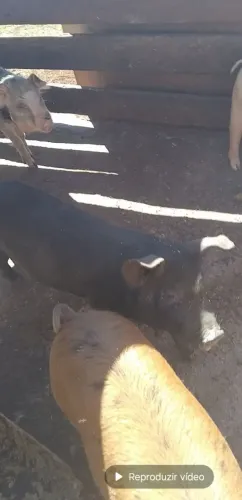 PORCA CAIPIRA PRA VENDA