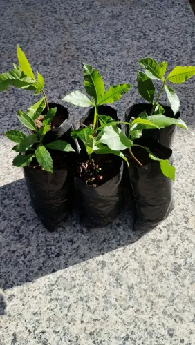 Mudas de Caju caipira.
