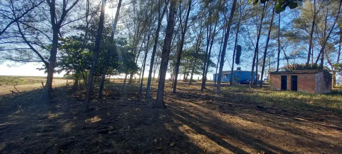 Madeira tora em pé