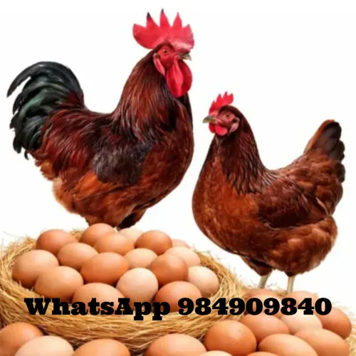 Galinha de Raça Pura Rhode Sland Red